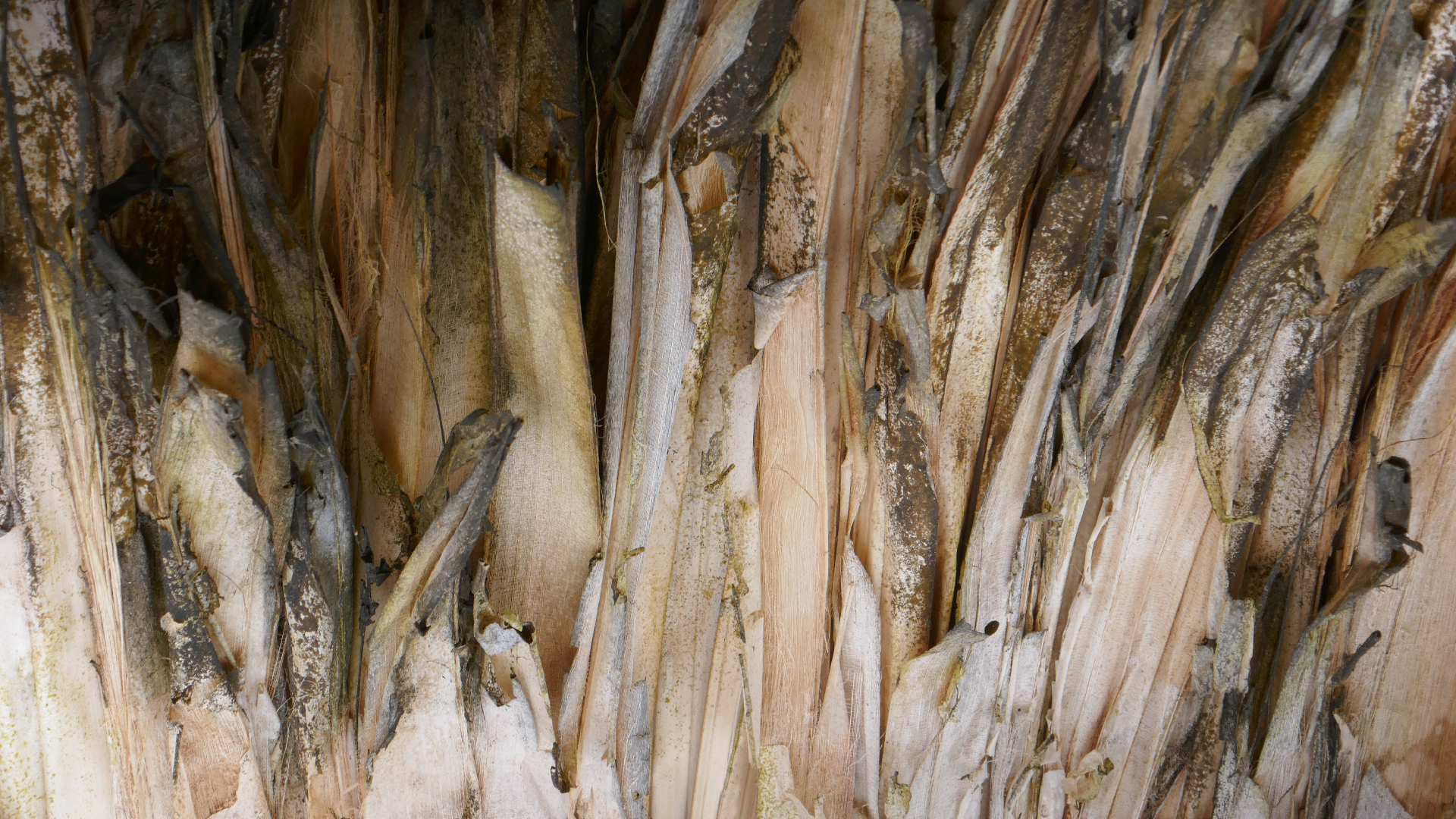 2022-10-29 13 Uhr 27 Playa Kalki (Foto, Video)